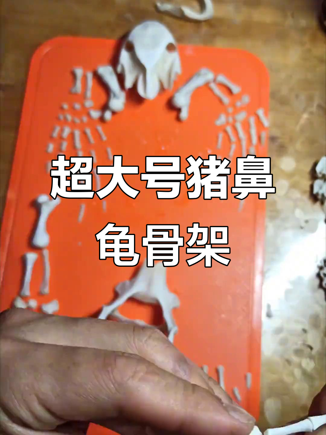 猪鼻龟骨骼标本制作:从腐皮到美丽小海龟