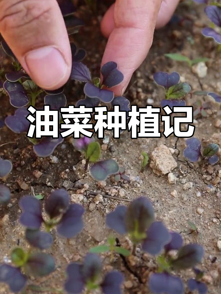 紫油菜发芽,间苗准备中