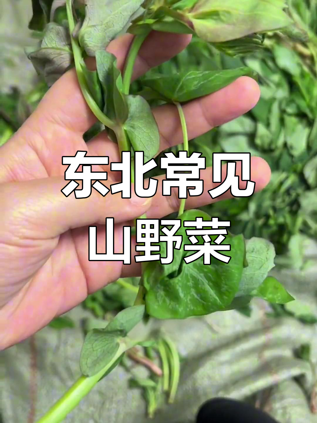 东北山野菜大揭秘,这些你都能叫出名字吗?