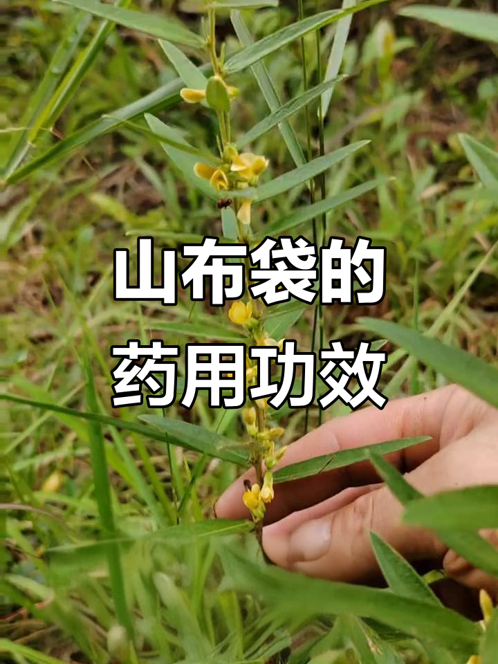 鸡头薯:山布袋的秘密与药用价值