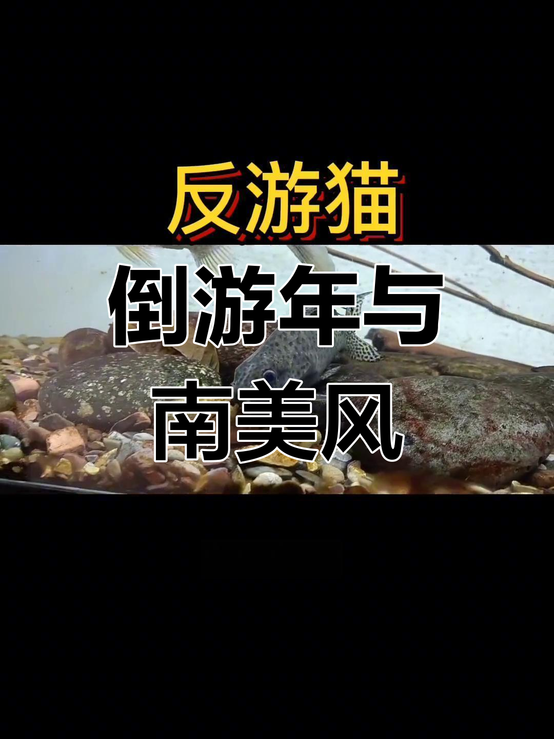 倒游猫:奇特热带观赏鱼,反游习性大揭秘