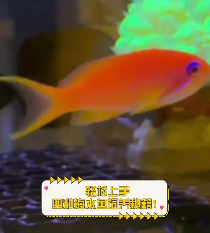 轻松上手,四种海水鱼饲养秘籍!