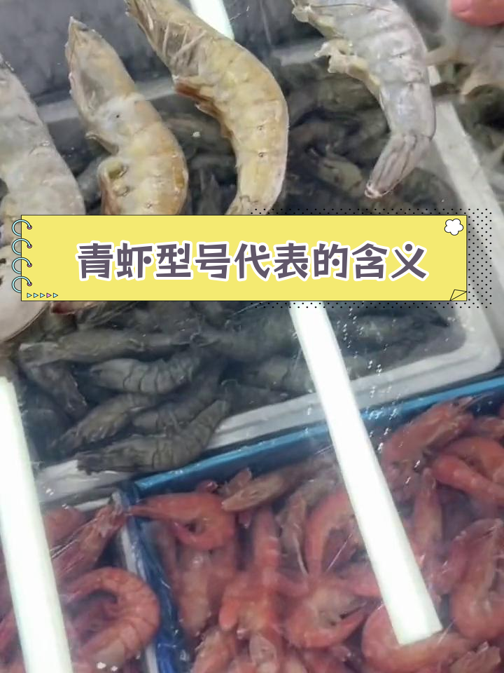 青虾型号大小对比解析