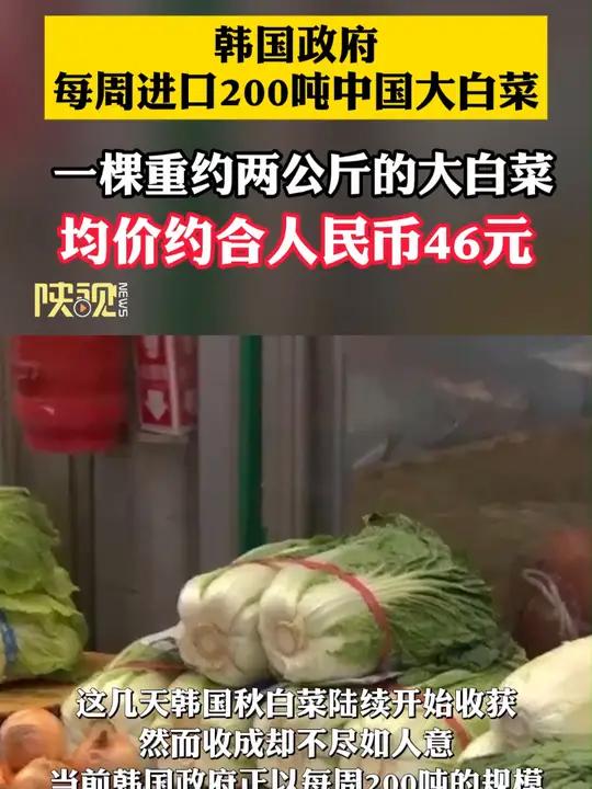韩国政府每周进口200吨中国大白菜,一棵重约两公斤的大白菜,均价约合人民币46元 热点 大