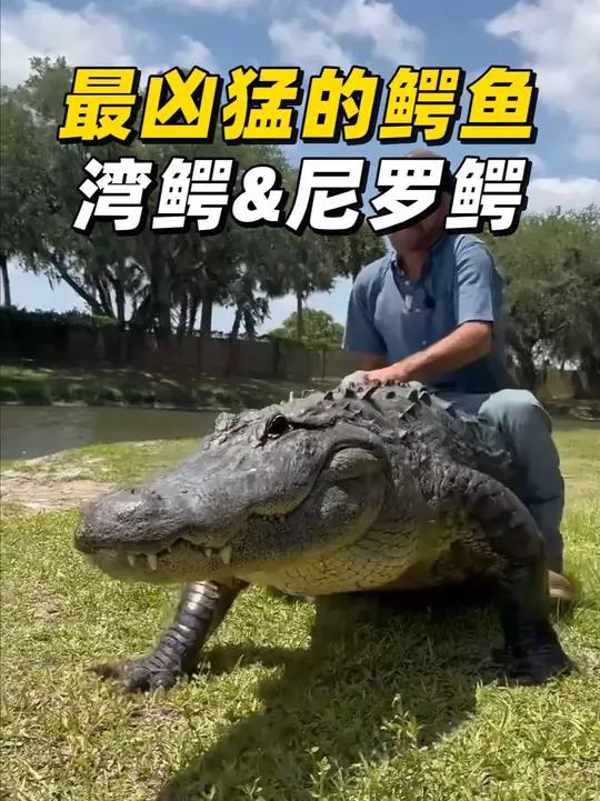 世界上最凶猛的鳄鱼！