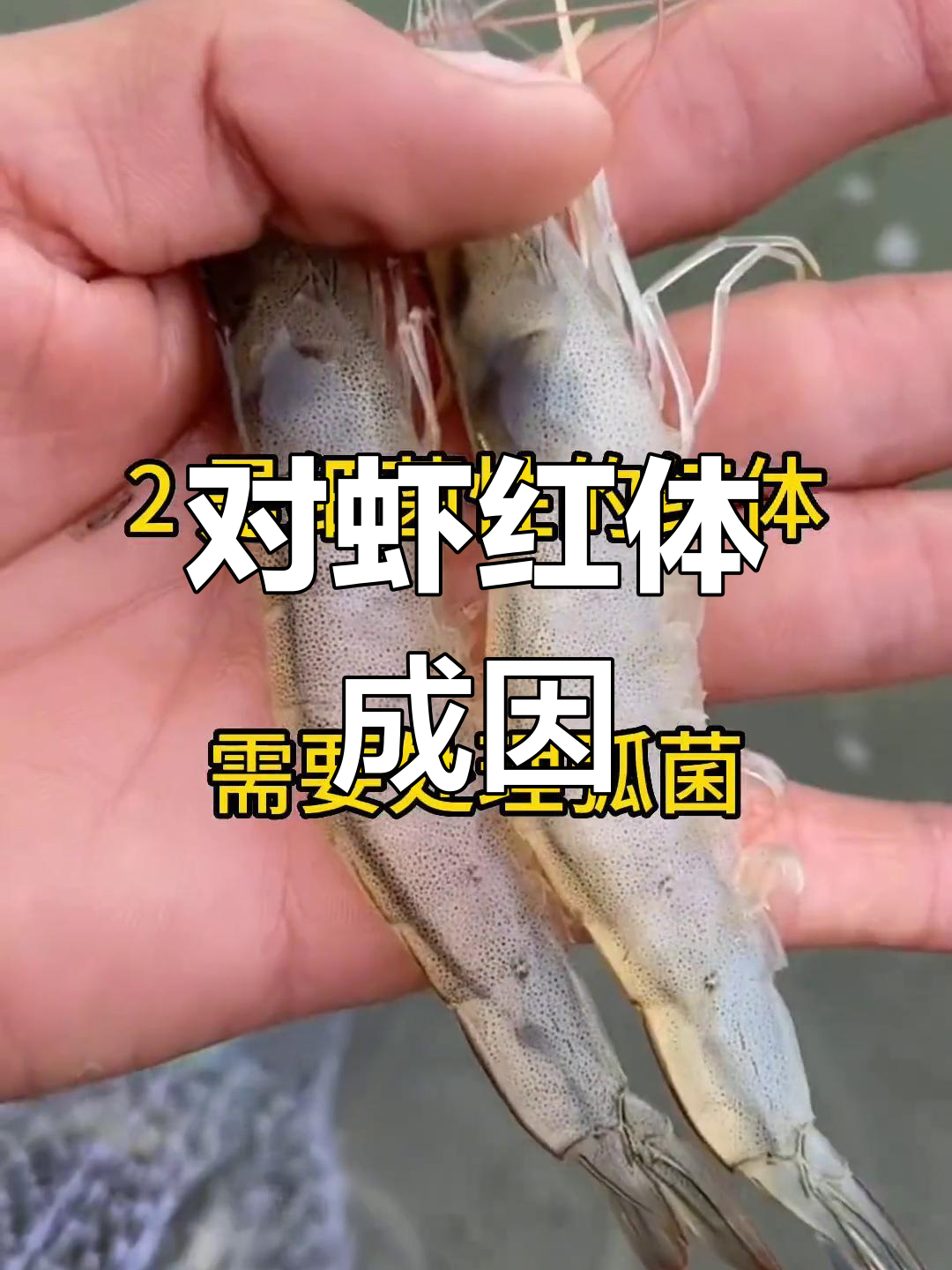 南美白对虾红须红尾原因解析