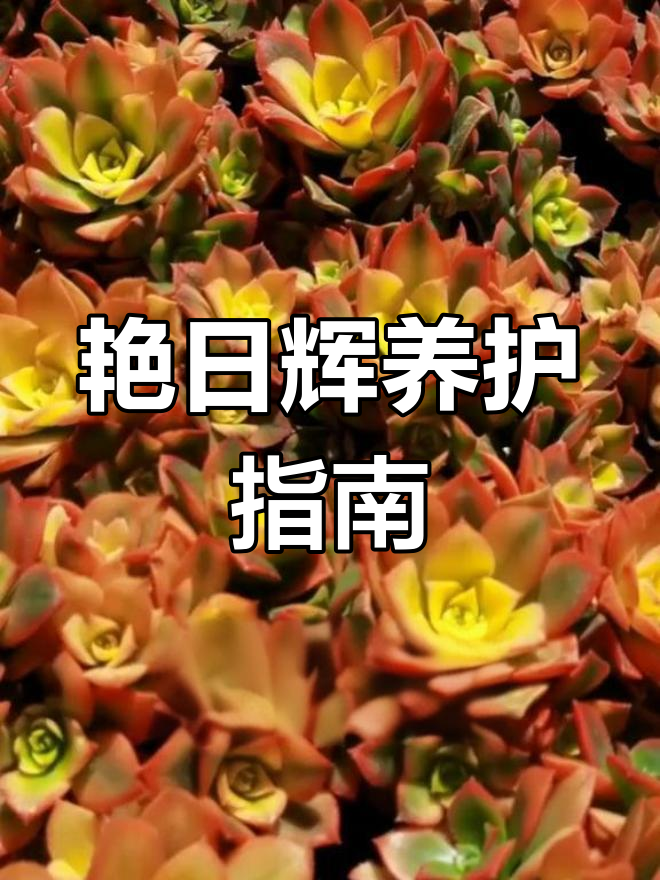 艳日辉多肉品种介绍与养护技巧