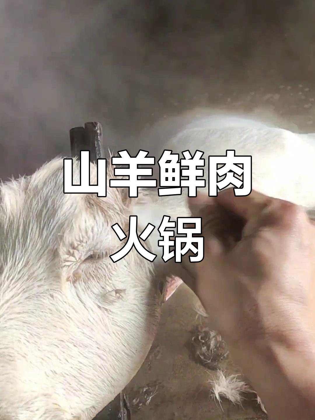 冬季火锅必备!散放山羊新鲜羊肉,现场实拍制作过程