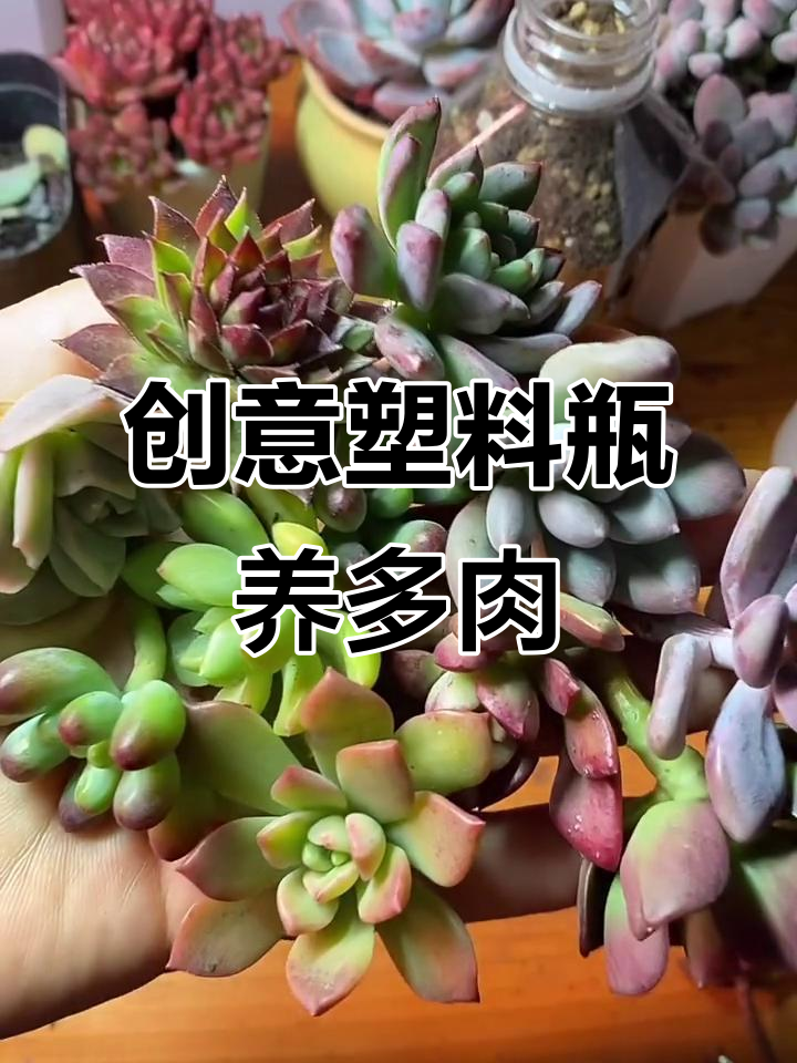 废旧塑料瓶变多肉花盆,简单又美观