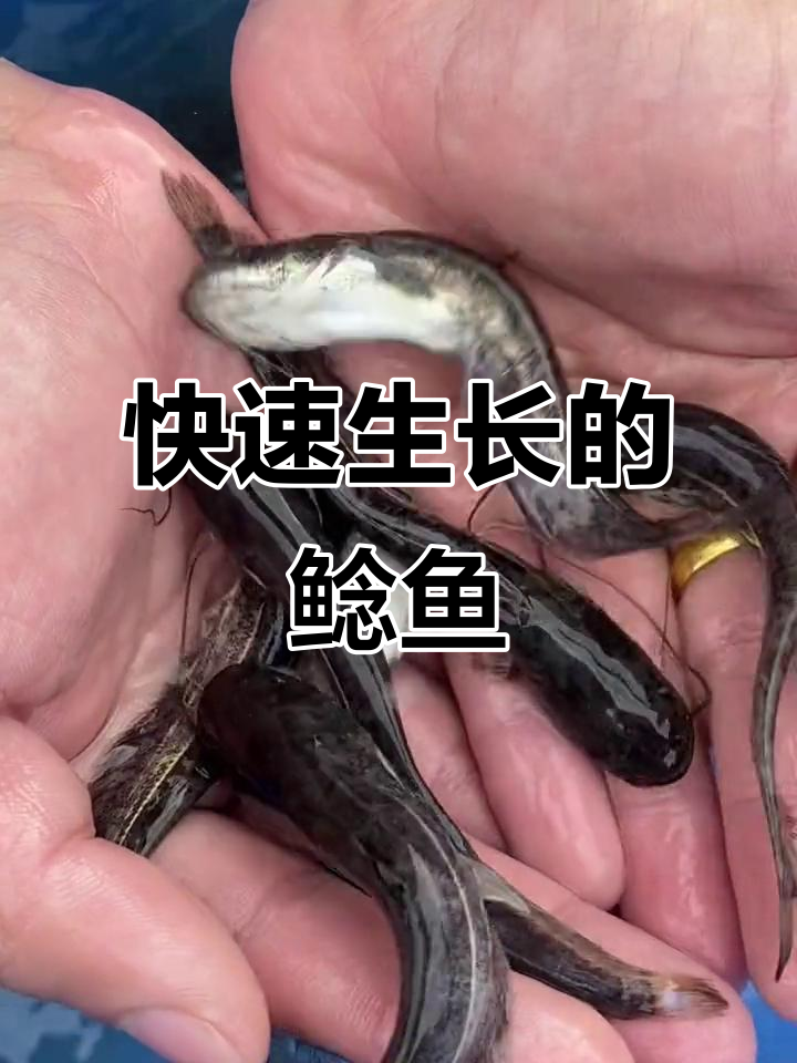 大口鲶鱼生长迅速,吃杂食易养,适合各地养殖
