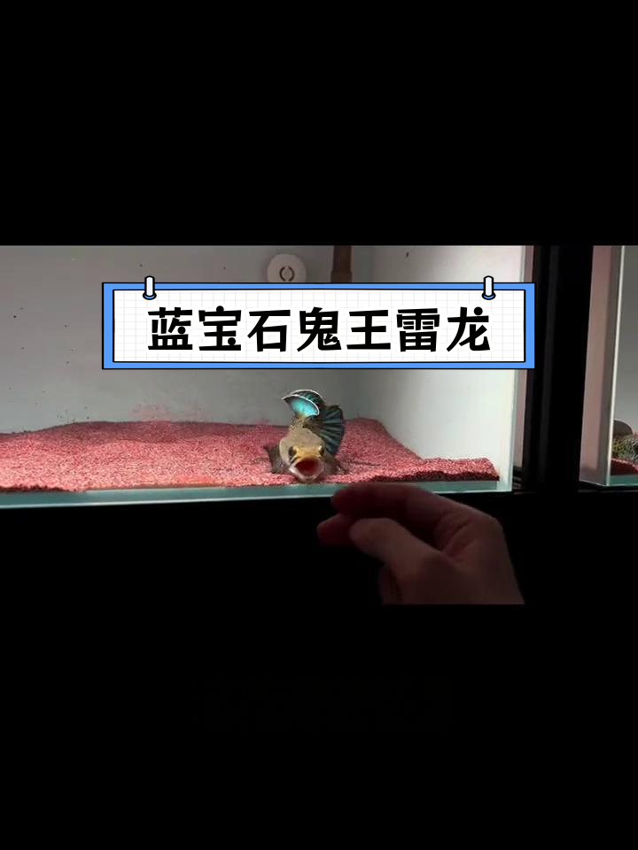 蓝宝石雷龙:神秘的中型鱼种