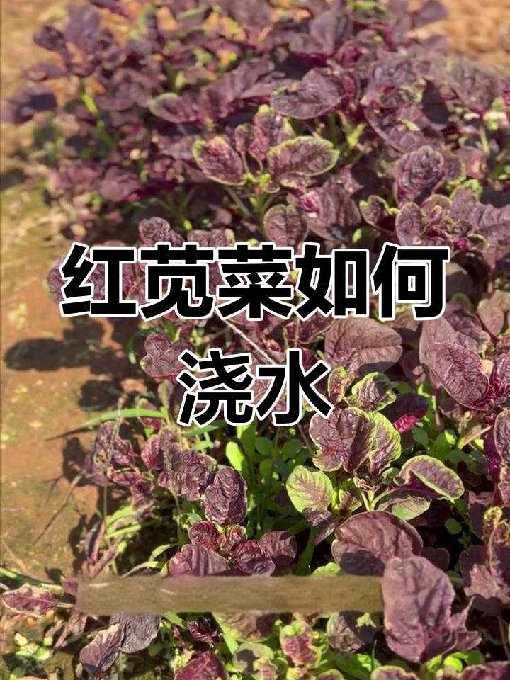 阳台红苋菜浇水技巧