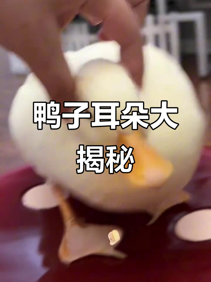 鸭子的耳朵藏得太深,竟然被这样找到!