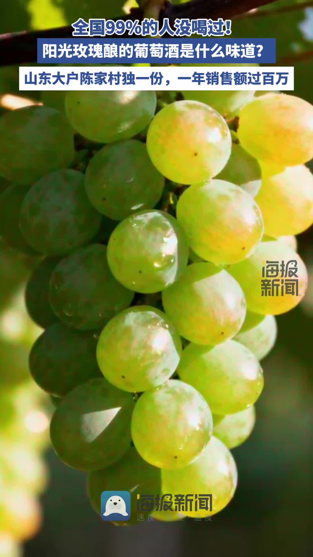 探秘“大户陈”② 阳光玫瑰酿的葡萄酒是啥味儿?大户陈家村独一份,年销售额过百万