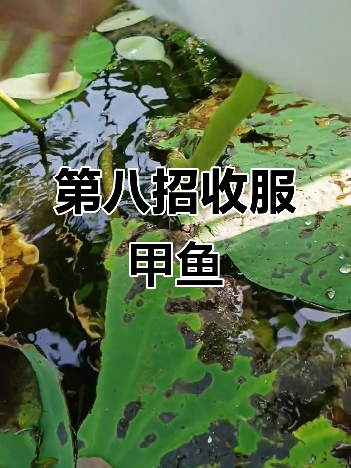 甲鱼公母难辨,袍哥用第八招成功捕获