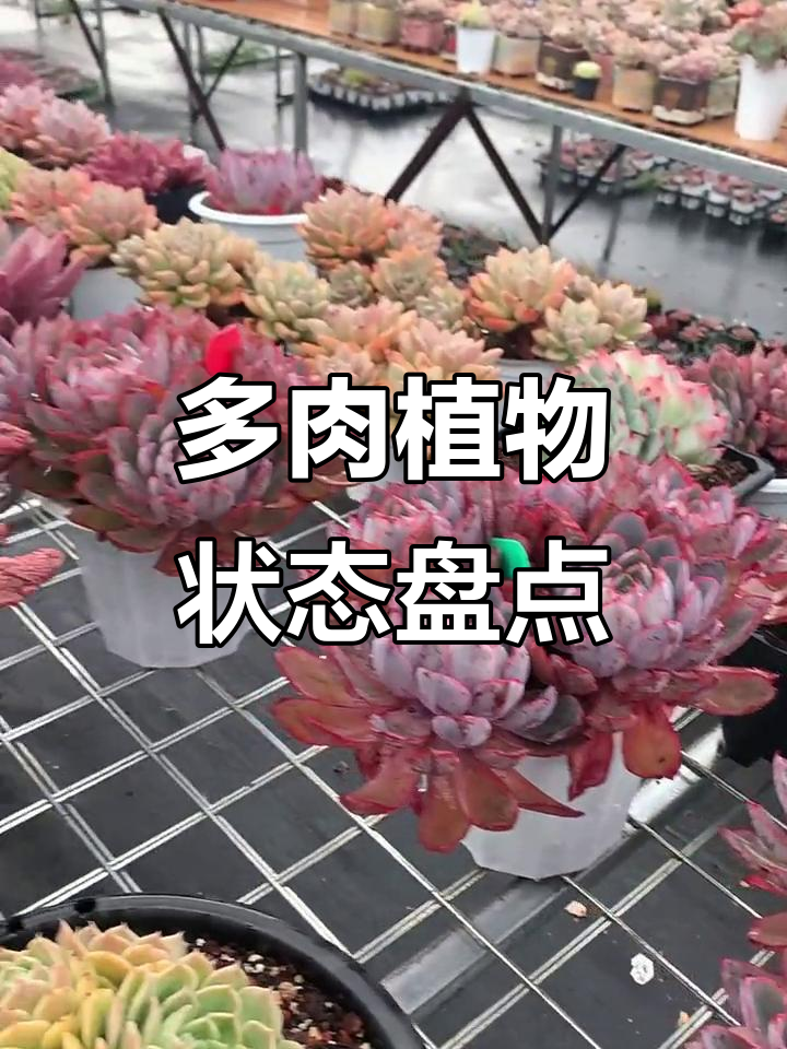 多肉植物状态大揭秘:天鹅绒、冰玉、雪兔等品种的美丽变化