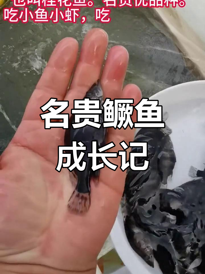 桂花鱼,食小鱼虾,一年能长一至两斤