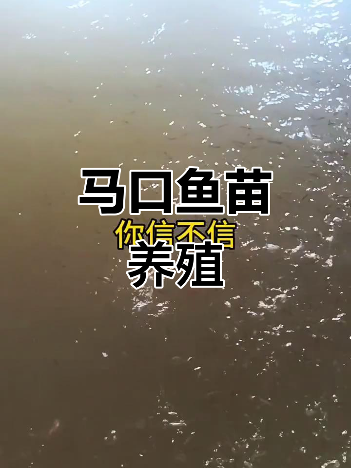 马口鱼苗养殖技巧,轻松掌握淡水养殖技术
