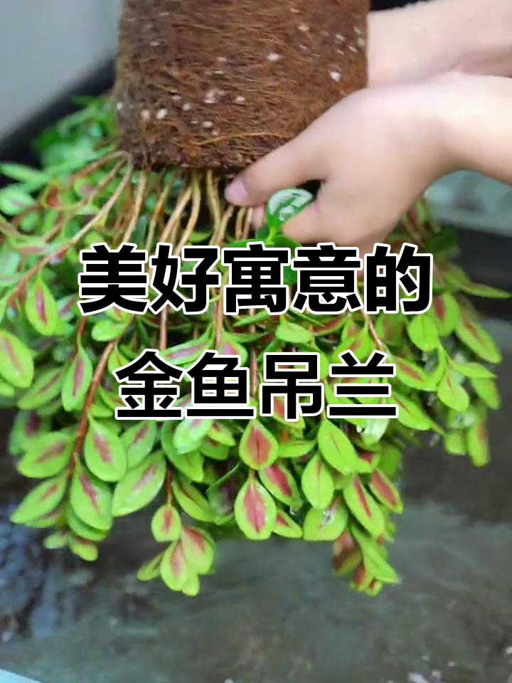 金鱼吊兰:香气四溢,养护简单,花期长