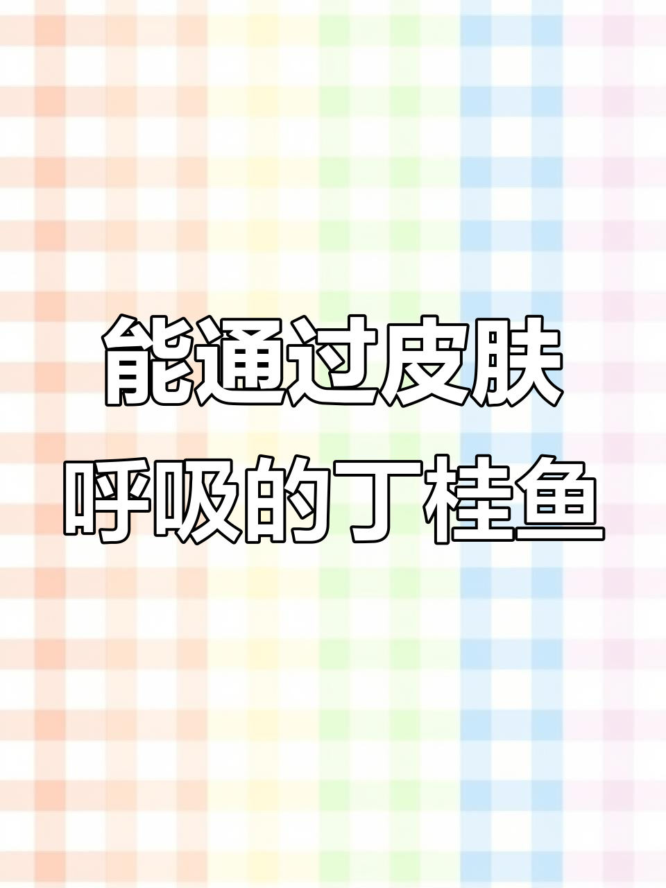 丁桂鱼:皮肤呼吸的神奇鱼类,适合各种水域养殖