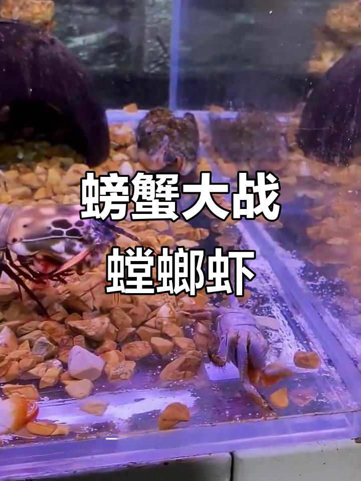 螃蟹挑战螳螂虾,结果被强势反击!