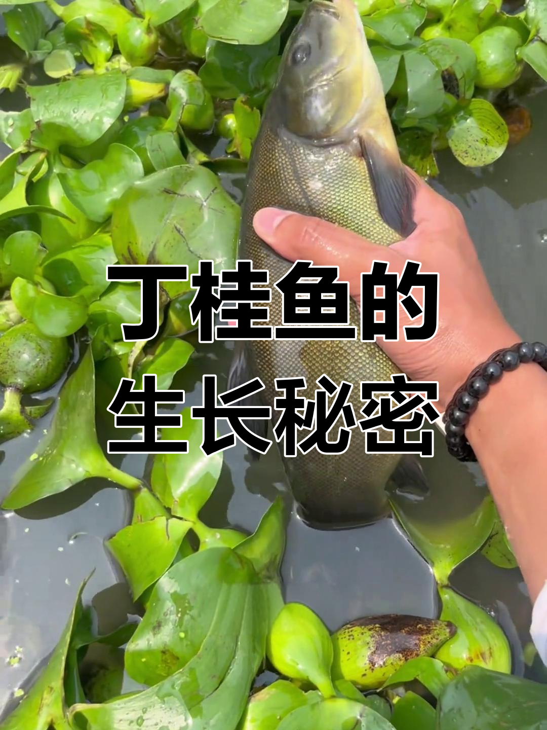 这种鱼吃藻类和杂粮,一年能长两三斤