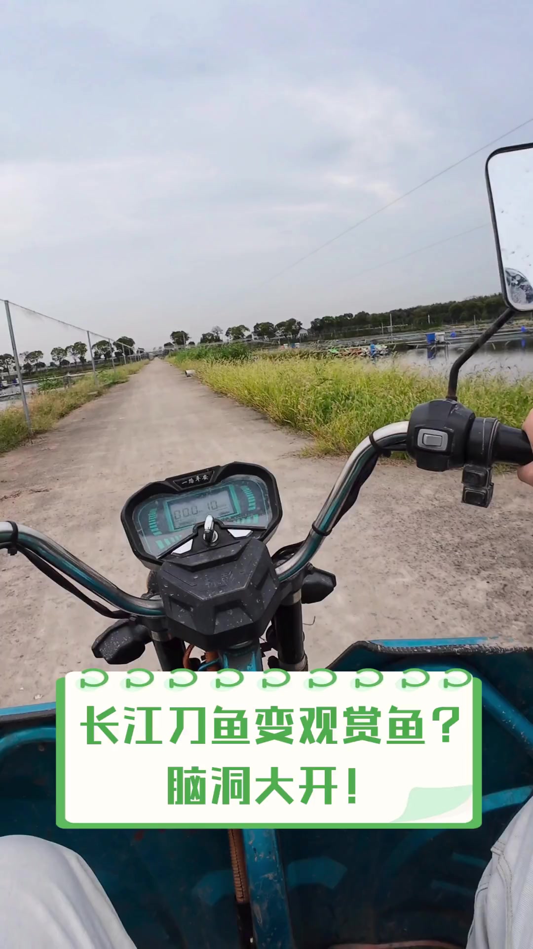 长江刀鱼变观赏鱼?脑洞大开!