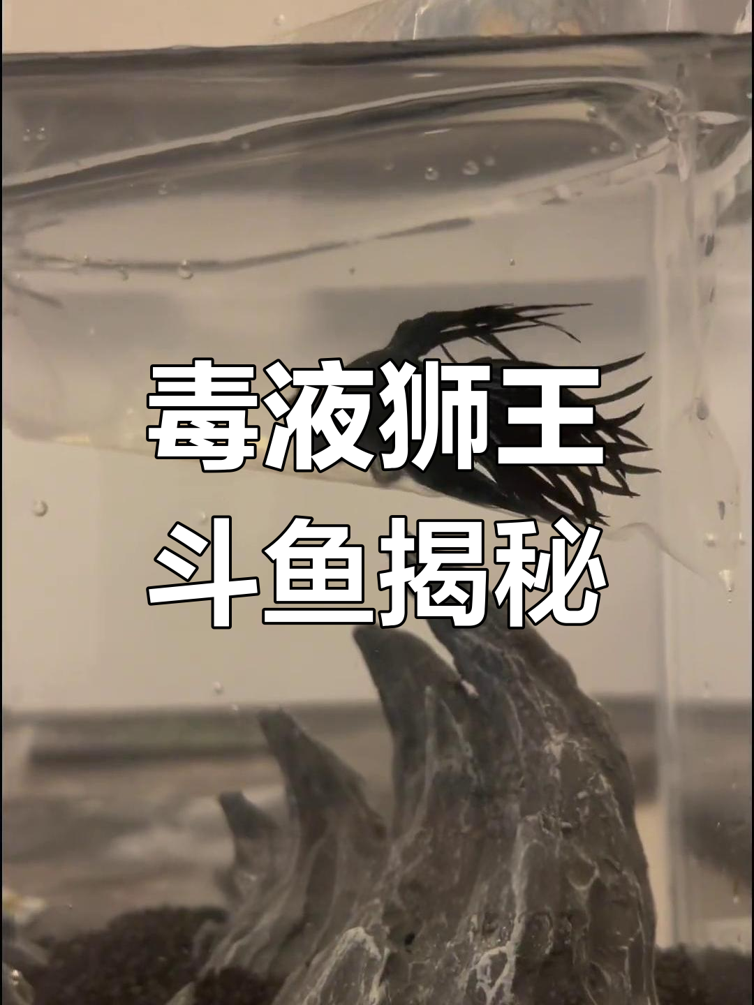 毒液狮王斗鱼:霸气十足的婚纱鱼,猛男必备!