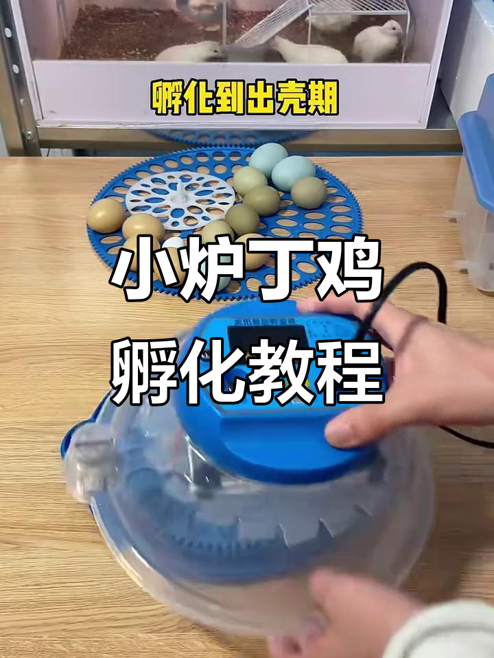 芦丁鸡孵化全流程:从小飞碟到可爱小生命的诞生