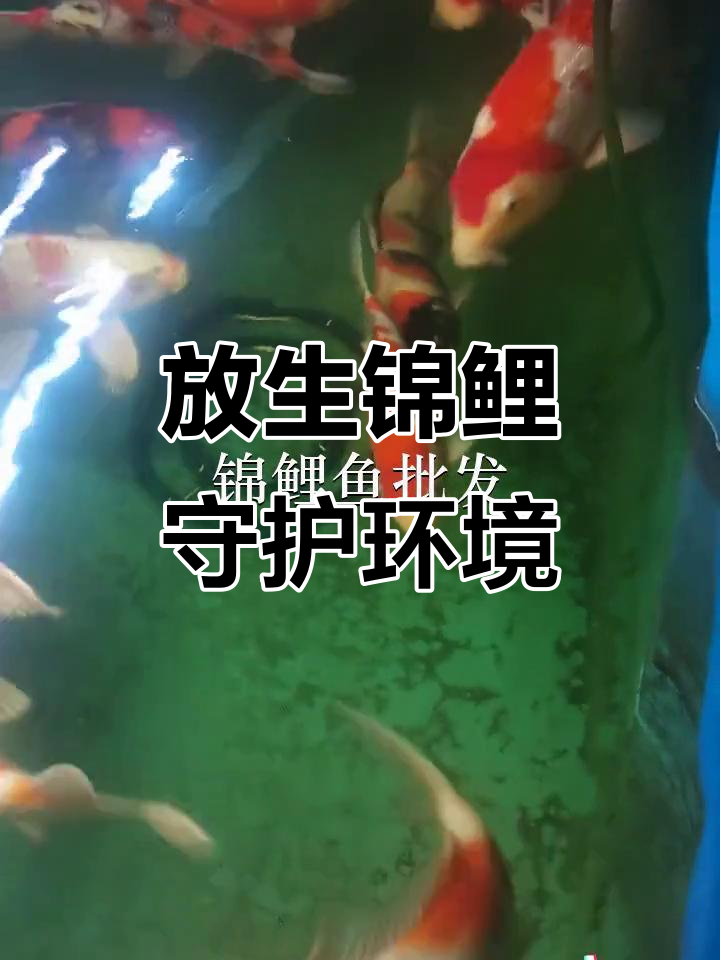 深圳盐田、惠州良井与东莞鱼苗场，放生锦鲤助力生态