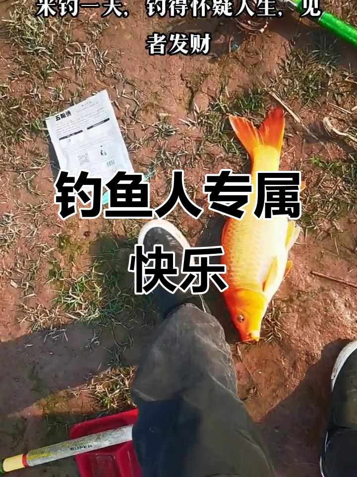 钓鱼的乐趣,只有钓友才懂!秘制饵料助你轻松捕捞红鲤鱼