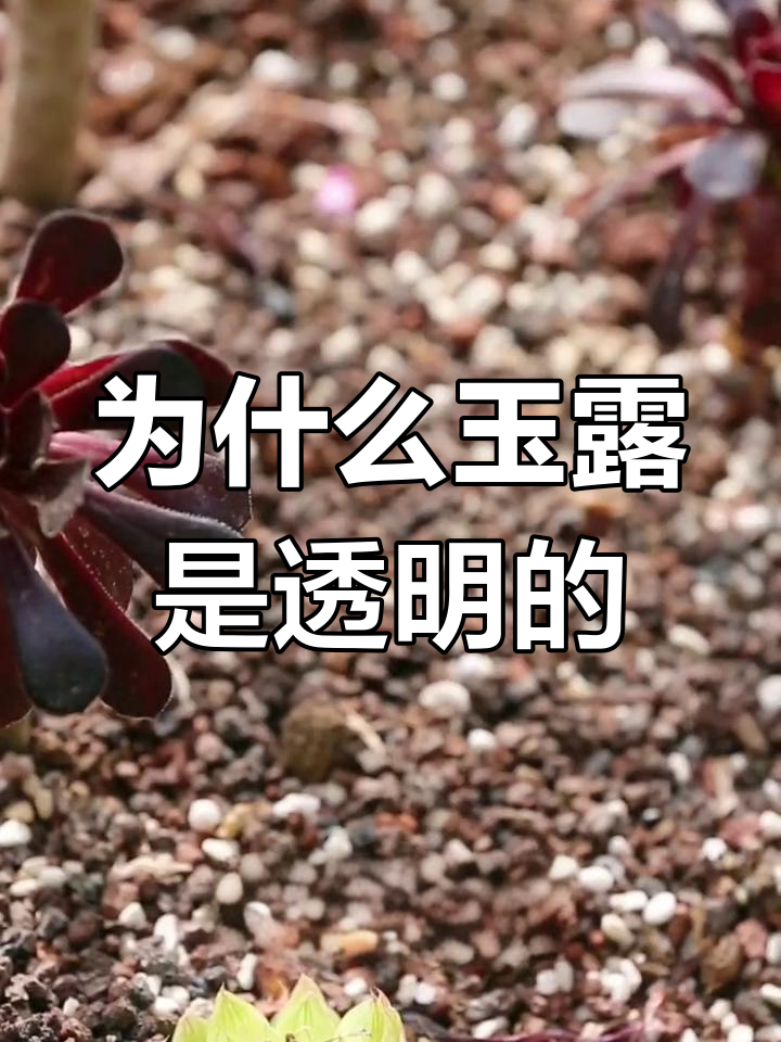 玉露叶片为何透明?揭秘多肉植物的独特生长方式