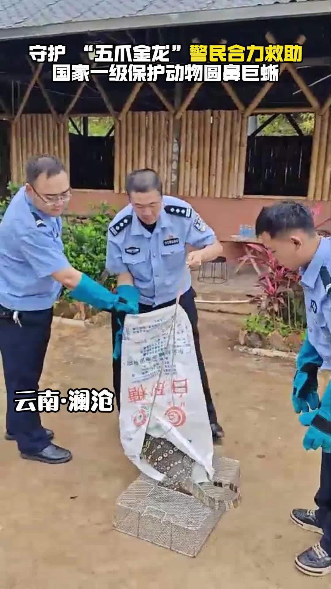 守护“五爪金龙”警民合力救助国家一级保护动物圆鼻巨蜥 野生动物零距离 守护有一种叫云南的生