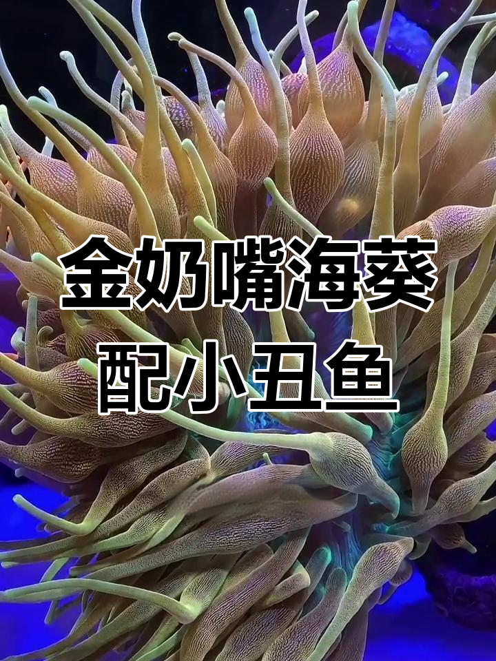 科罗拉多金奶嘴海葵与小丑鱼的完美搭配