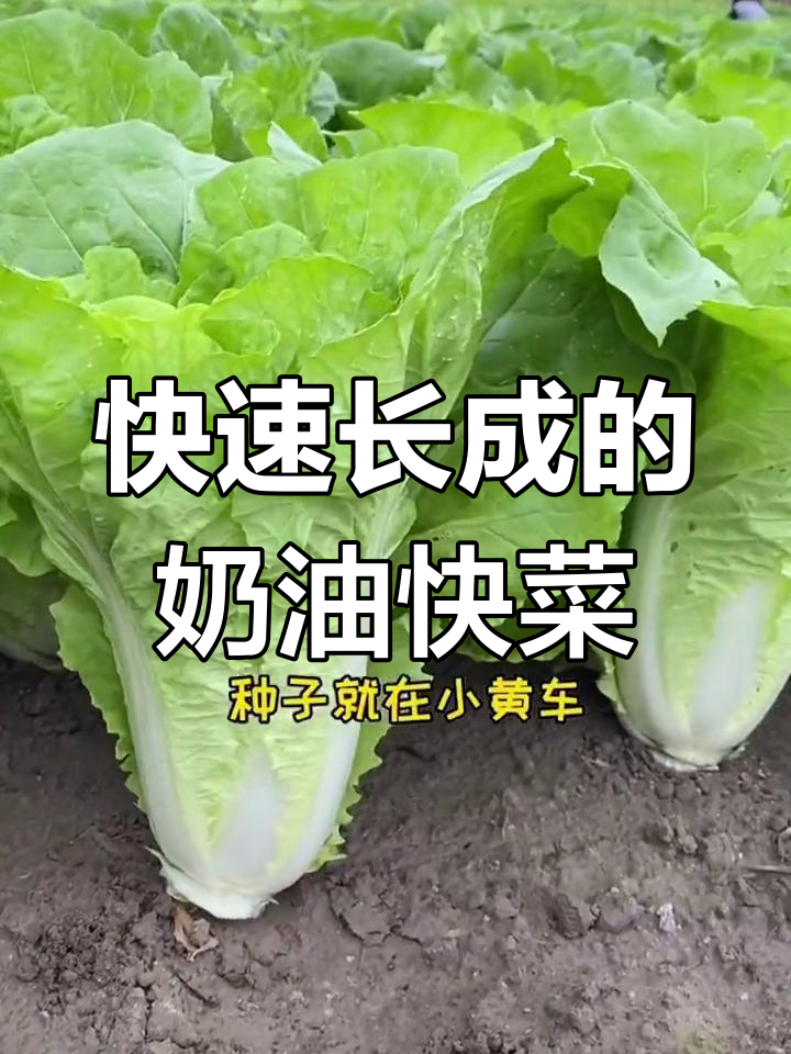 奶油快菜,生长迅速又美味,现在正是种植的最佳时机