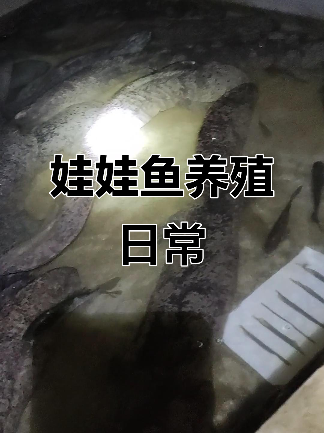 娃娃鱼养殖场的一天:从换水到喂食全过程