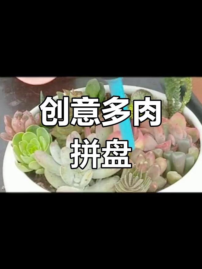 多肉拼盘,轻松打造可爱植物组合