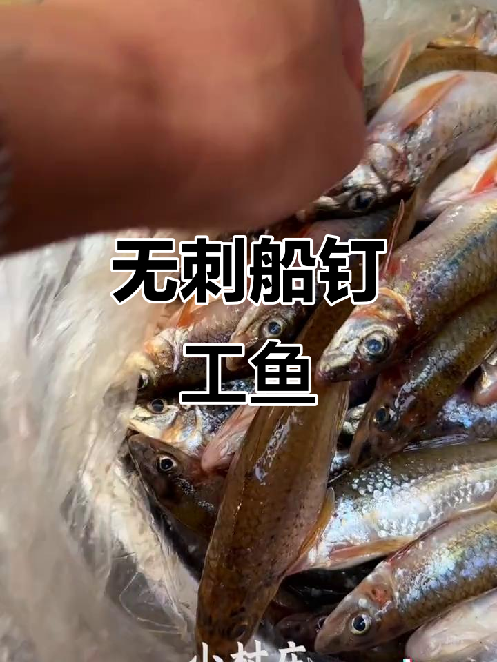 船丁公鱼:鲜嫩无刺,家常煎制美味十足