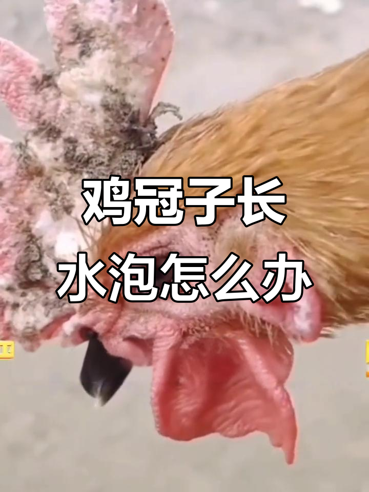 鸡冠癣如何治疗？真菌感染导致鳞片脱落，严重溃烂