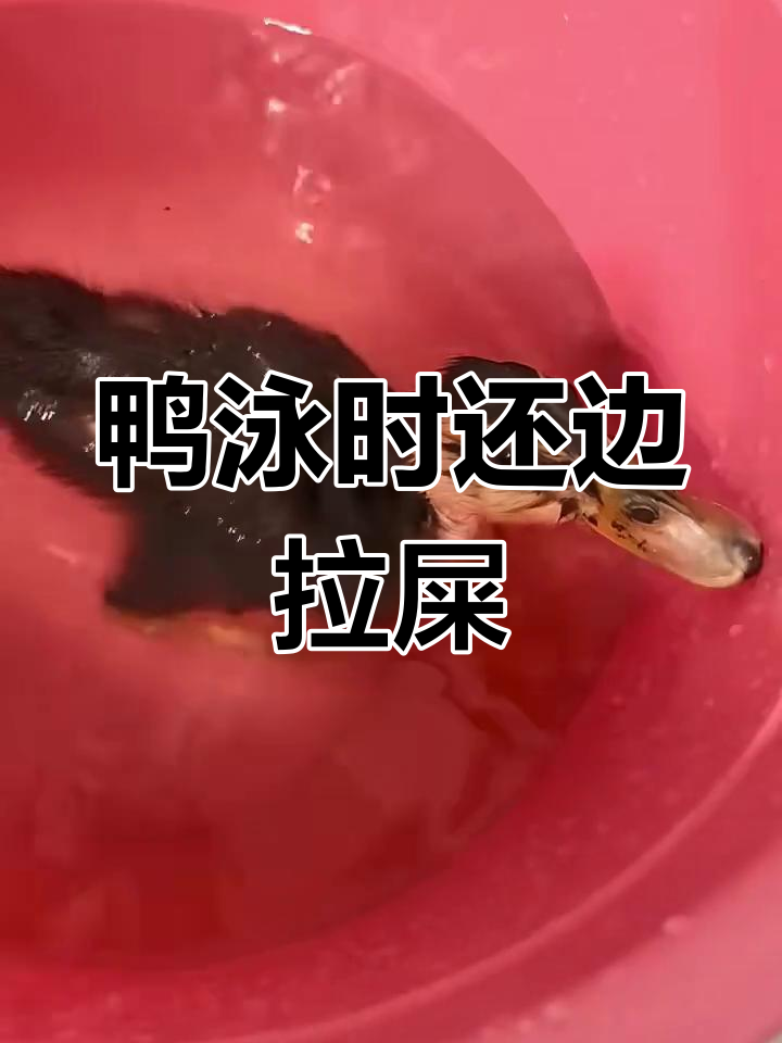 小鸭子一边游泳,一边拉屎萌翻了