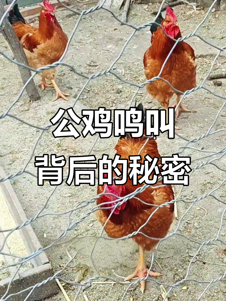 半夜公鸡啼叫,是魔鬼来临的警告?