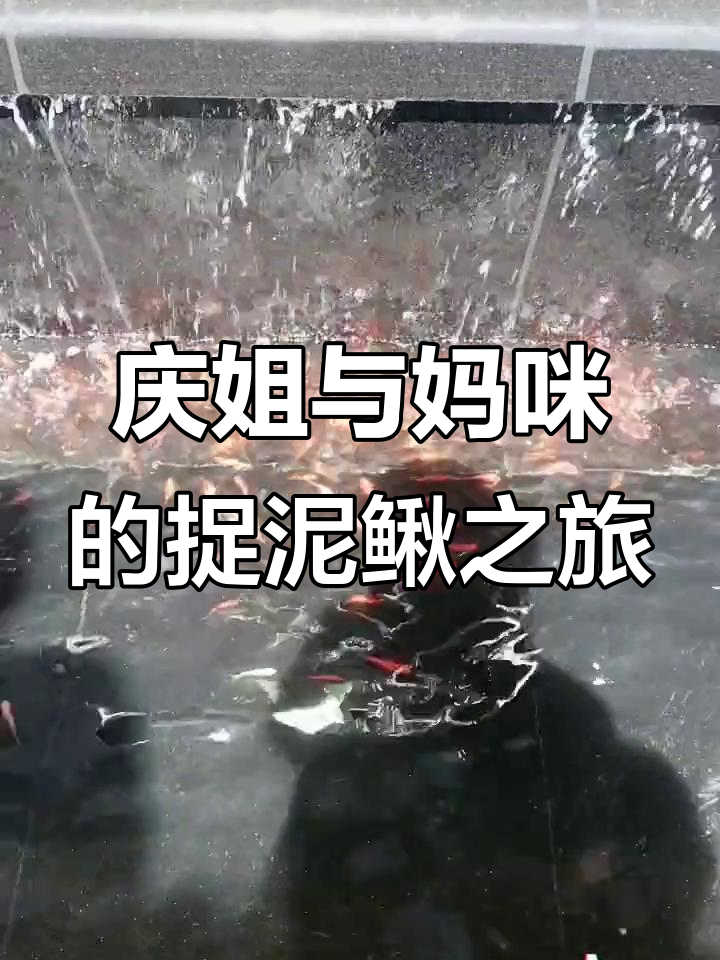 庆姐和妈咪捉泥鳅,池塘里的小鱼游来游去