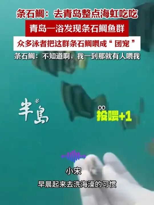 “00后”青岛小伙一浴发现鱼群风暴，众多泳者把这群条石鲷喂成团宠（半岛全媒体记者 孙桂东 