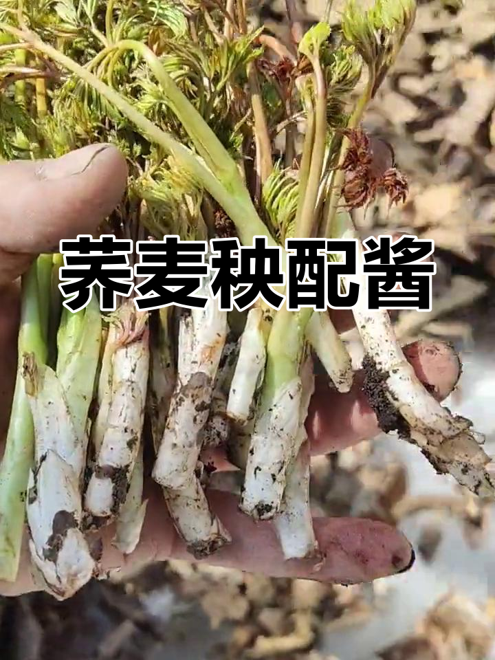 荞麦秧蘸酱,味道超赞!