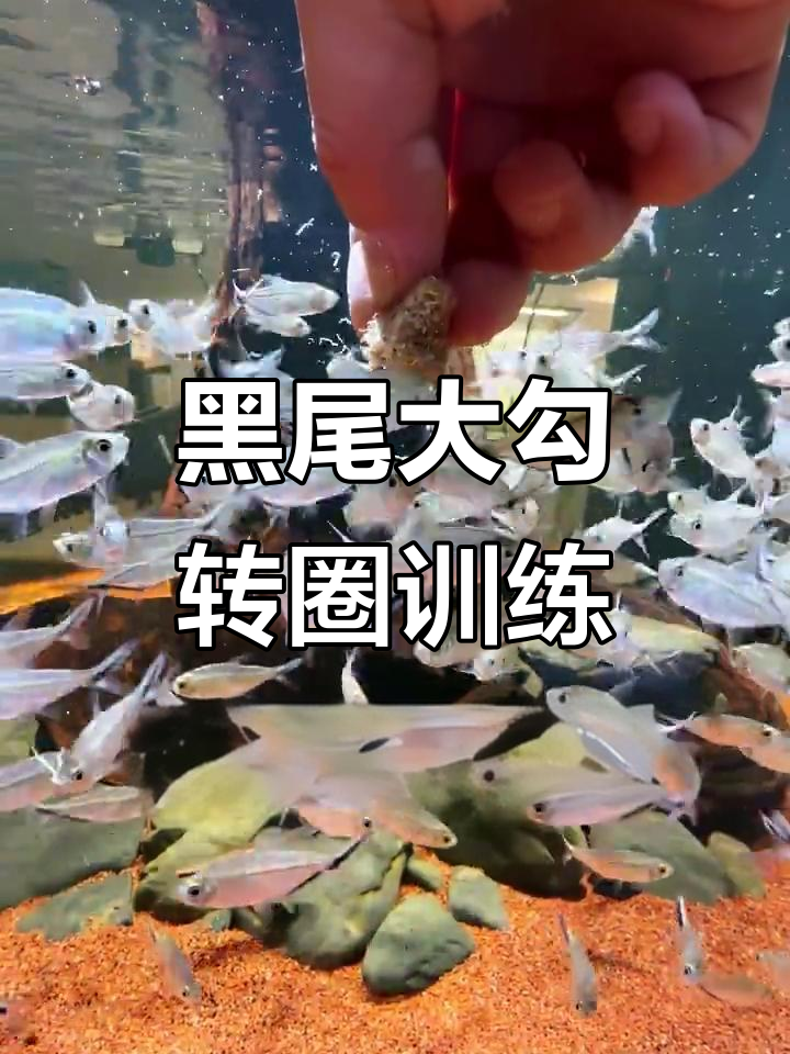 黑尾大勾群游训练，第一天开缸反应与驯鱼技巧