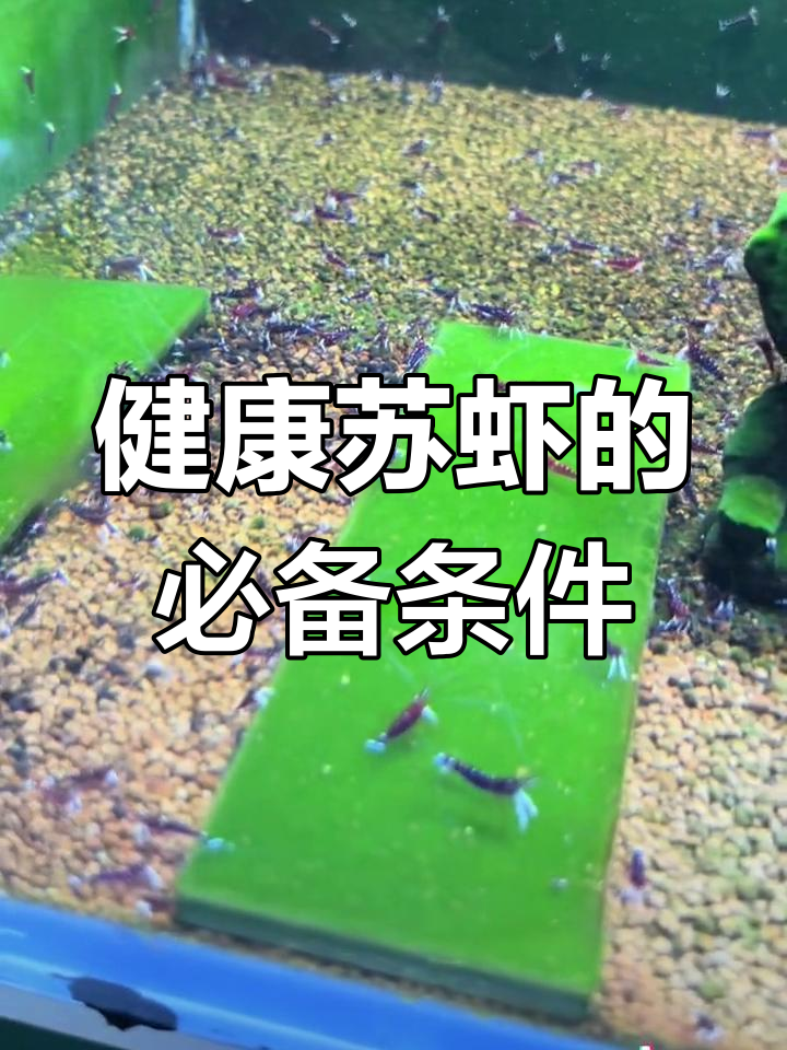 微生物丰富的苏虾缸才是最佳环境
