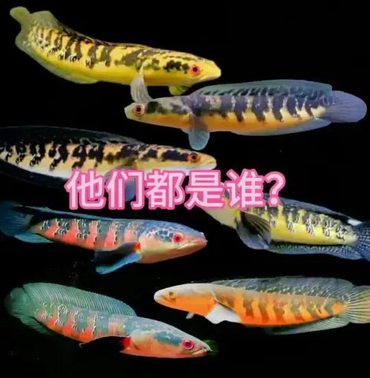 预告:雷龙讲堂 黑魔神 本周日雷龙讲堂聊聊黑魔神红帝王 雷龙鱼 红帝王黑魔神 各种魔神 各