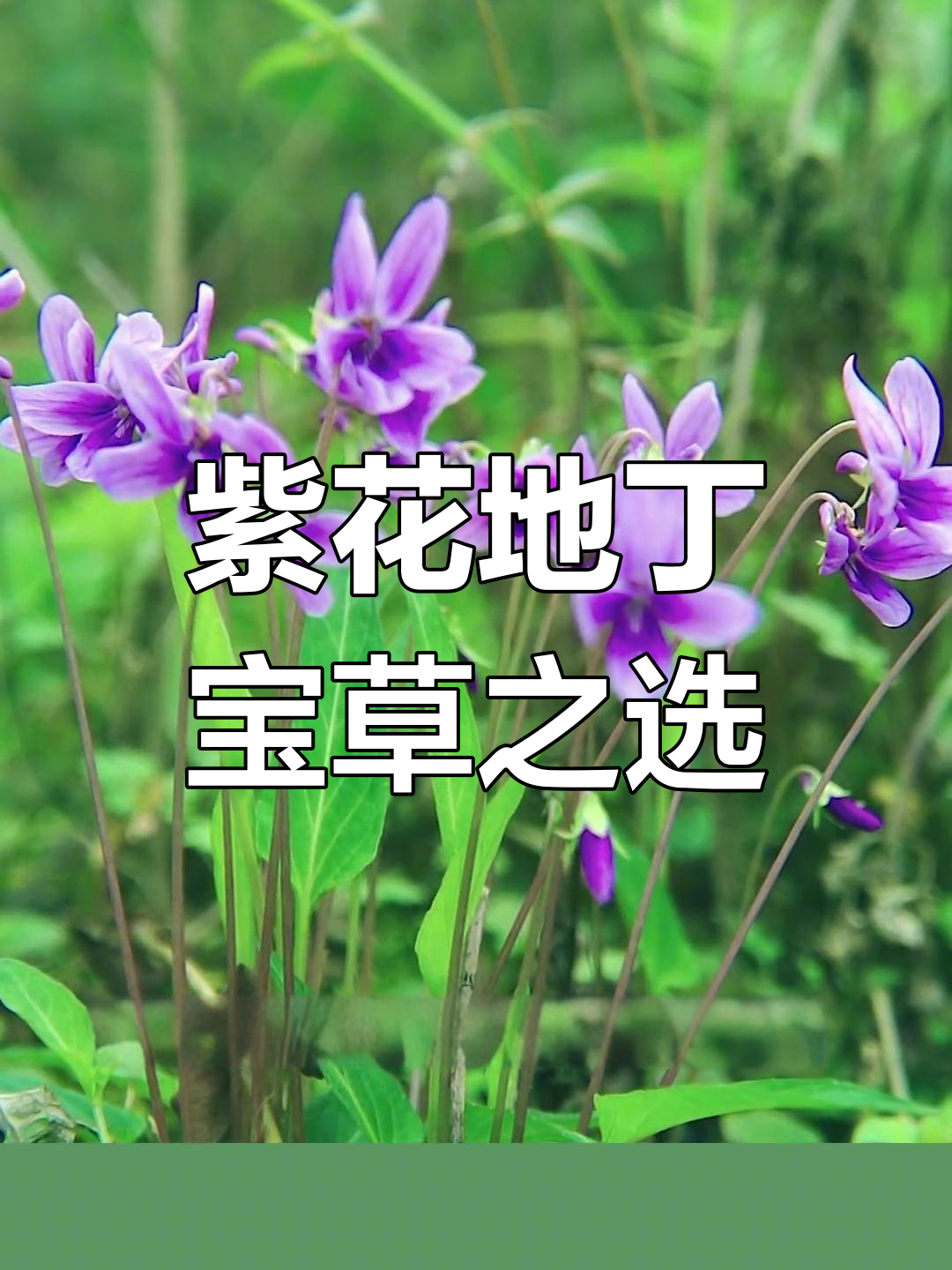 紫花地丁:农村的野菜宝藏