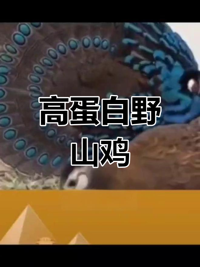野山鸡:美味与滋补兼备