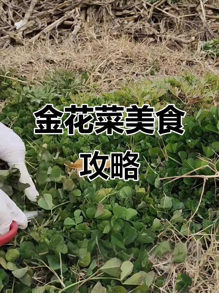 网友推荐的金花菜谱,火车上的美味安排